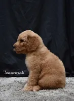 Savannah, a female Labradoodle for sale in Fort Pierce, FL – 2 of 7