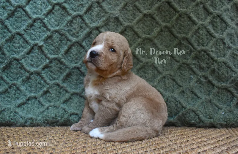 Rex – Labradoodle puppy for sale in Waverly, GA