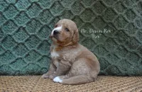 Rex, a male Labradoodle for sale in Waverly, GA – 1 of 3