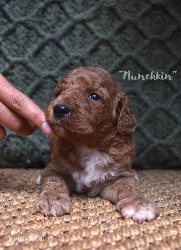 Munchkin – Labradoodle puppy for sale in Waverly, GA