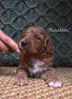 Munchkin, a female Labradoodle for sale in Waverly, GA – 1 of 3