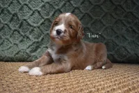 Van, a male Labradoodle for sale in Waverly, GA – 2 of 3