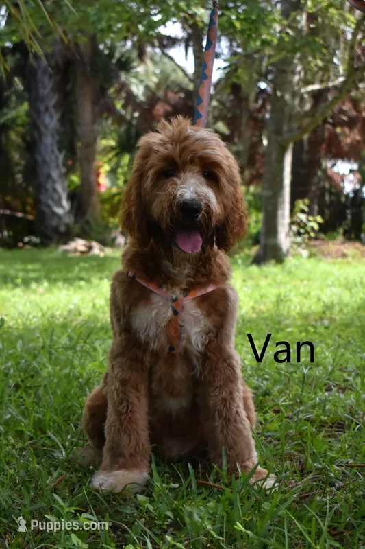Van – Labradoodle puppy for sale in Daytona Beach, FL