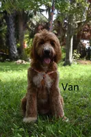 Van, a male Labradoodle for sale in Daytona Beach, FL – 1 of 10