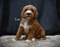 Van, a male Labradoodle for sale in Fort Pierce, FL – 3 of 6