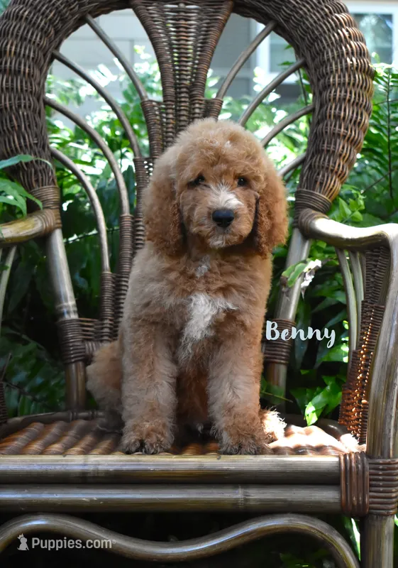 Benny – Labradoodle puppy for sale in Fort Pierce, FL