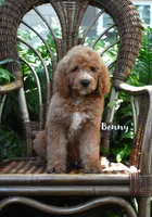 Benny, a male Labradoodle for sale in Daytona Beach, FL – 1 of 9