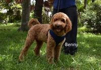 Benny, a male Labradoodle for sale in Daytona Beach, FL – 2 of 9