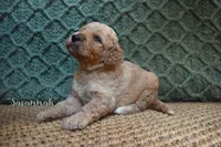 Savannah, a female Labradoodle for sale in Waverly, GA – 3 of 3