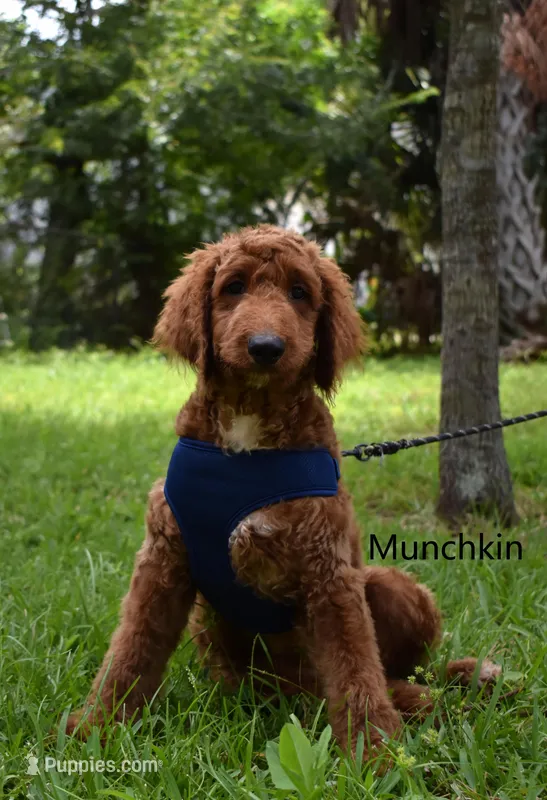 Munchkin – Labradoodle puppy for sale in Daytona Beach, FL