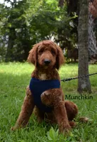 Munchkin, a female Labradoodle for sale in Daytona Beach, FL – 1 of 9
