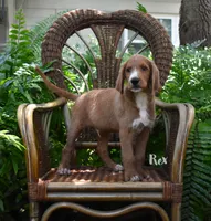 Rex, a male Labradoodle for sale in Daytona Beach, FL – 3 of 10