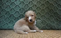 Rex, a male Labradoodle for sale in Waverly, GA – 3 of 3