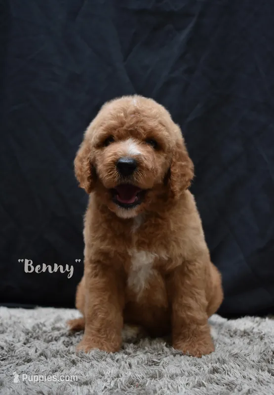Benny – Labradoodle puppy for sale in Fort Pierce, FL