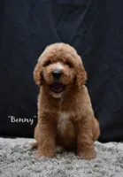 Benny, a male Labradoodle for sale in Fort Pierce, FL – 1 of 9