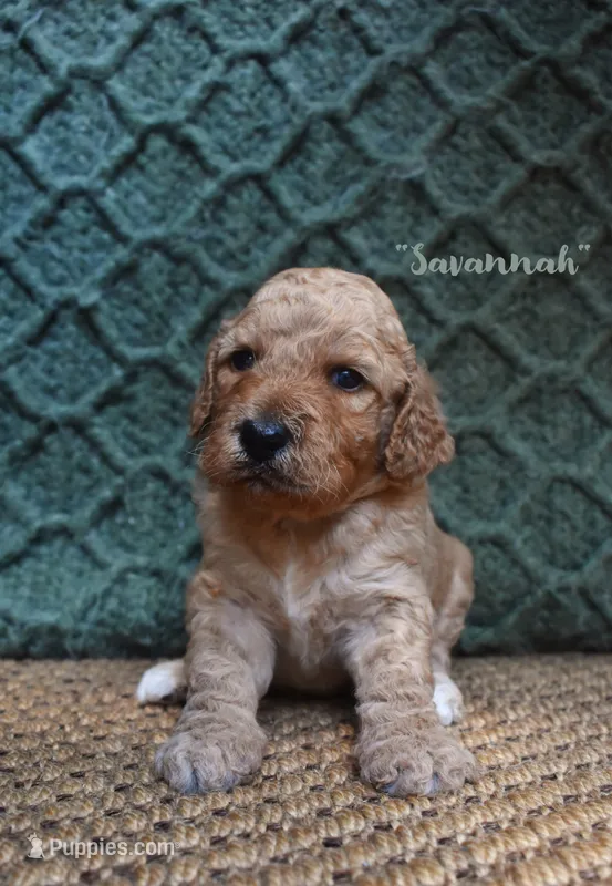 Savannah – Labradoodle puppy for sale in Waverly, GA