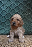 Savannah, a female Labradoodle for sale in Waverly, GA – 1 of 3