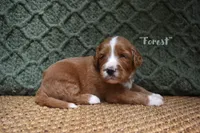 Forest, a male Labradoodle for sale in Waverly, GA – 2 of 3