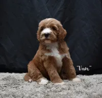 Van, a male Labradoodle for sale in Fort Pierce, FL – 2 of 6