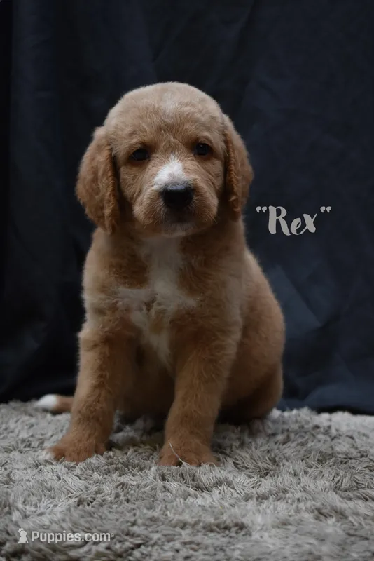 Rex – Labradoodle puppy for sale in Fort Pierce, FL
