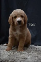 Rex, a male Labradoodle for sale in Fort Pierce, FL – 1 of 6