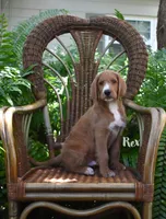 Rex, a male Labradoodle for sale in Daytona Beach, FL – 2 of 10