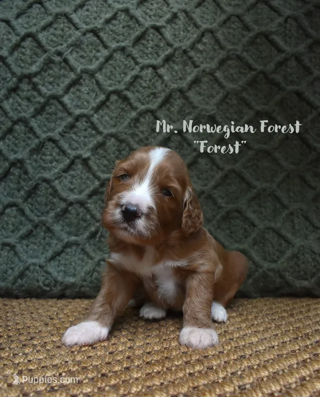Forest – Labradoodle puppy for sale in Waverly, GA