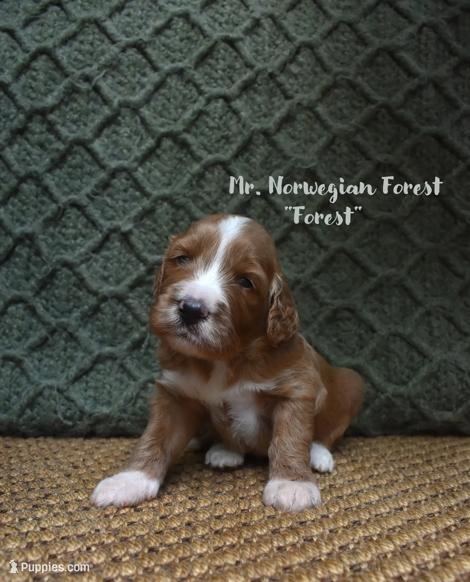 Forest, a male Labradoodle for sale in Waverly, GA – 1 of 3