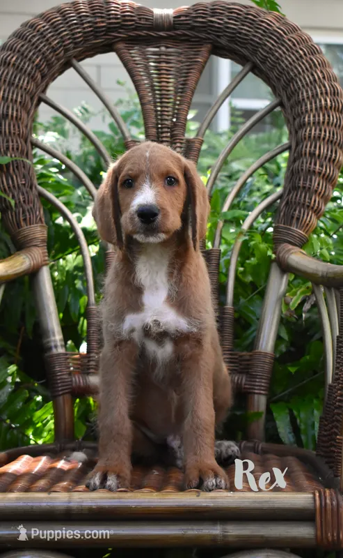 Rex – Labradoodle puppy for sale in Fort Pierce, FL