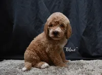 Blue, a male Labradoodle for sale in Fort Pierce, FL – 2 of 9