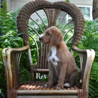 Rex, a male Labradoodle for sale in Daytona Beach, FL – 4 of 10