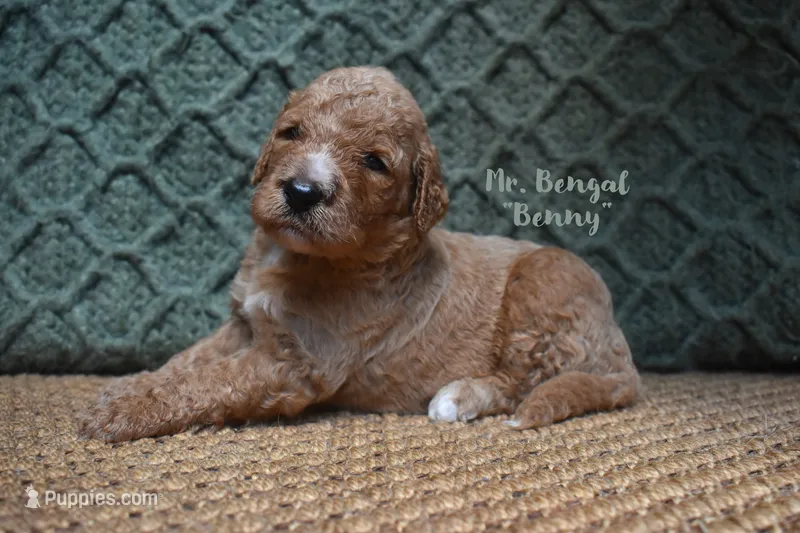 Benny – Labradoodle puppy for sale in Waverly, GA
