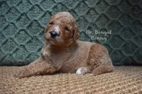 Benny, a male Labradoodle for sale in Waverly, GA – 1 of 6