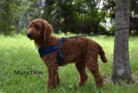 Munchkin, a female Labradoodle for sale in Daytona Beach, FL – 2 of 9