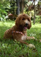 Van, a male Labradoodle for sale in Daytona Beach, FL – 2 of 10