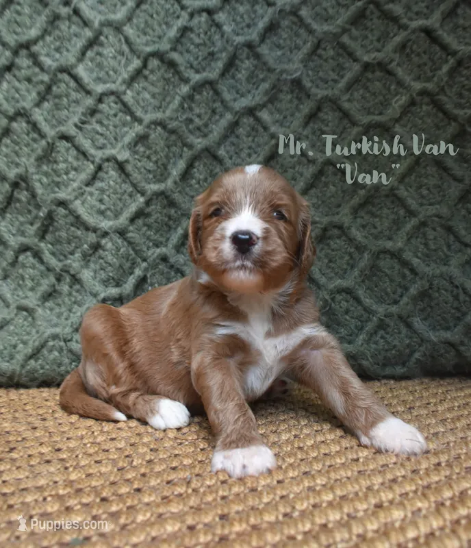 Van – Labradoodle puppy for sale in Waverly, GA
