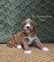Van, a male Labradoodle for sale in Waverly, GA – 1 of 3