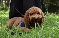 Benny, a male Labradoodle for sale in Daytona Beach, FL – 3 of 9