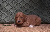 Munchkin, a female Labradoodle for sale in Waverly, GA – 2 of 3