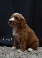 Forest, a male Labradoodle for sale in Fort Pierce, FL – 2 of 6