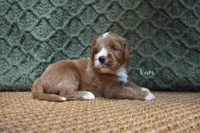 Van, a male Labradoodle for sale in Waverly, GA – 3 of 3