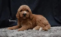 Benny, a male Labradoodle for sale in Fort Pierce, FL – 3 of 9