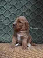 Benny, a male Labradoodle for sale in Waverly, GA – 2 of 6