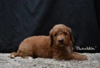 Munchkin, a female Labradoodle for sale in Fort Pierce, FL – 2 of 6