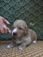 Rex, a male Labradoodle for sale in Waverly, GA – 2 of 3