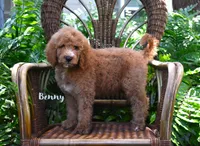 Benny, a male Labradoodle for sale in Daytona Beach, FL – 2 of 9