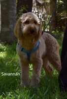 Savannah, a female Labradoodle for sale in Daytona Beach, FL – 2 of 10