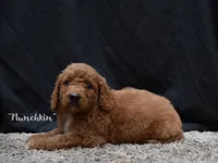 Munchkin, a female Labradoodle for sale in Fort Pierce, FL – 3 of 6