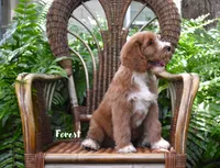 Forest, a male Labradoodle for sale in Daytona Beach, FL – 4 of 10