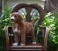 Van, a male Labradoodle for sale in Daytona Beach, FL – 4 of 10
